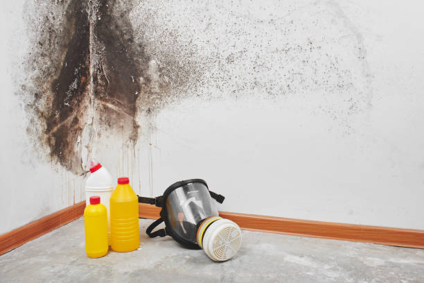 Indian Harbour Beach, FL Mold Removal Company