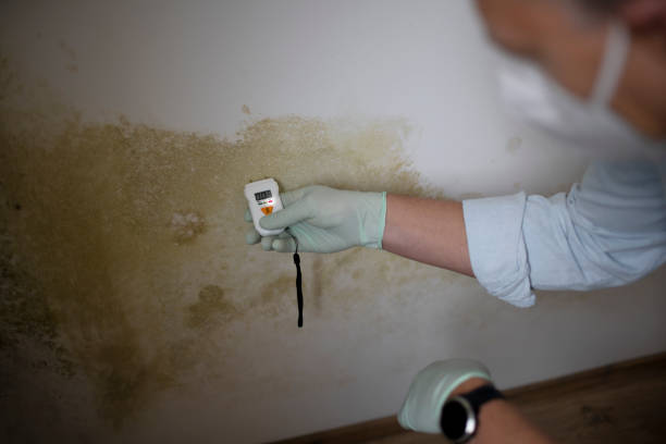 Professional Mold Removal in Indian Harbour Beach, FL