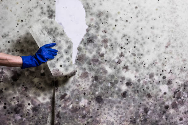 Best Fast Mold Removal  in Indian Harbour Beach, FL