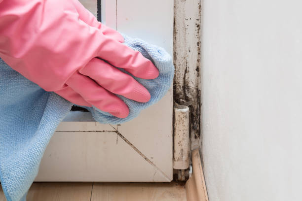 Best Commercial Mold Removal  in Indian Harbour Beach, FL
