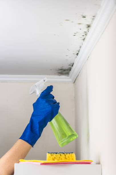 Attic Mold Removal in Indian Harbour Beach, FL